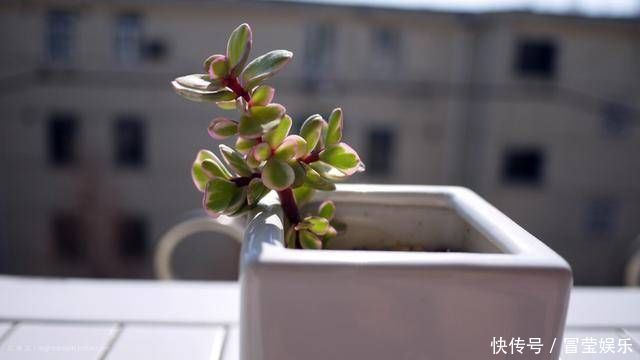 金枝玉叶长成树，喷点“染花剂”，花色艳丽，养成盆景价值高