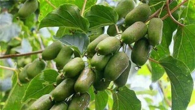 少养两盆花,院子也要种这种果树,沾土就活,甜味不输橙子