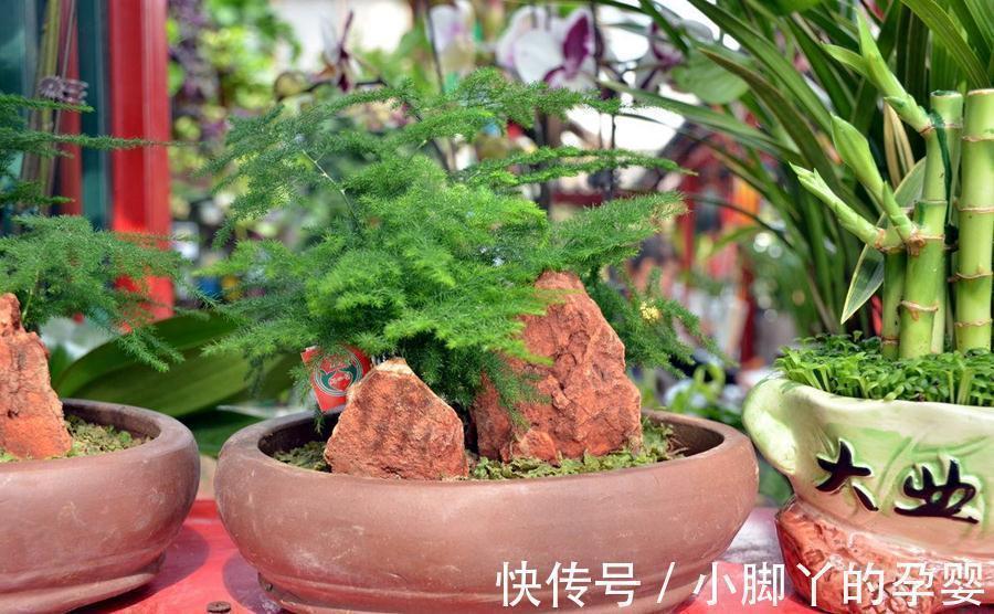 生物酶|植物养得不好，多半根没长好，加上这些长得快