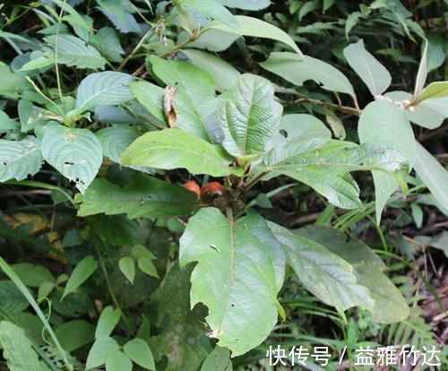 无花果|只知道果子味道甜好吃,却不知根茎才是好货,钙含量是牛奶7倍!