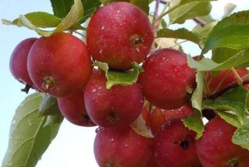 小蛮腰|女性排毒秋天拥有好身材，减肥吃的3种食物，排出毒素，身材苗条