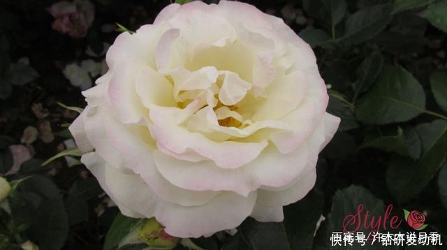 25款罕见会变色的月季,一朵花能开出黄、粉两种颜色。新手推荐