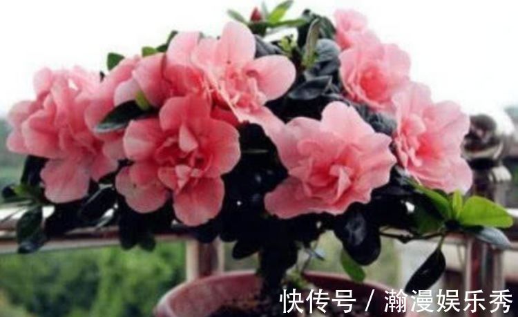 西洋杜鹃|此款花卉便宜又好养，丢到阳台，四季有花开，冻不死晒不死