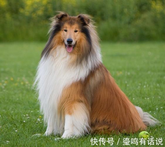 小恶魔|新手养狗,这0~12个月狗狗成长指南,赶快来看看吧