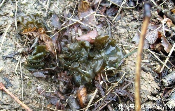 口味|农村雨后长出来的这种“素果冻”,口味胜似燕窝,却很少有人知道