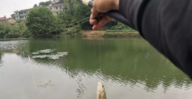 野钓别只用伊势尼!想大小通杀,还是这几种鱼钩效果更好