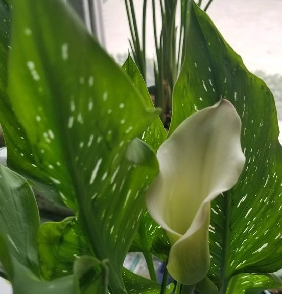 这些花卉室内不能养殖,看看你们家里有没有他的踪迹