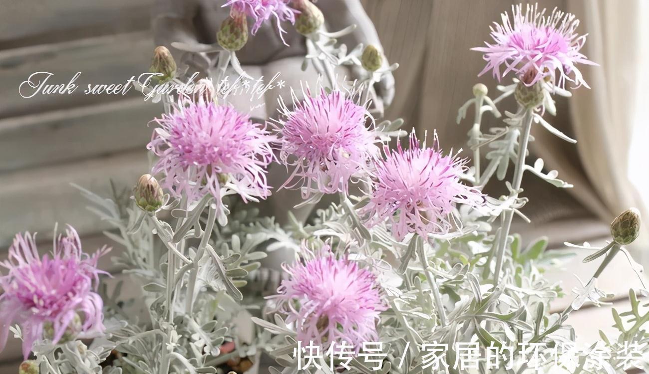 一年生|这14种花是一次性的,开完花就直接扔了吧,别浪费感情了