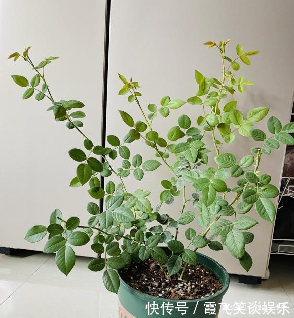 肥料|给月季花施肥，盆栽的用鸡粪，地栽的用鱼肠，长得快，促开花