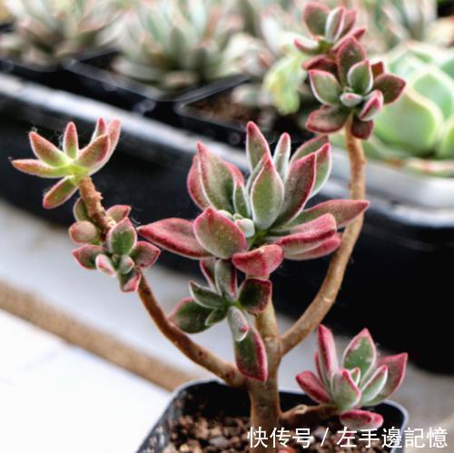 养多肉锦晃星,做好4件事,长成小老桩,养成小精灵