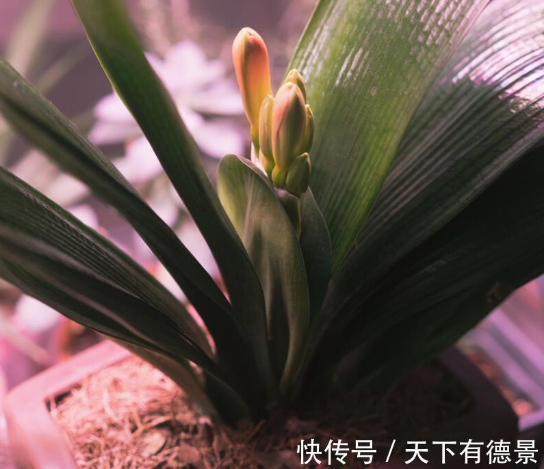 肉质根|8月该如何“唤醒”君子兰？照顾到这4点，盆栽9、10月开花早