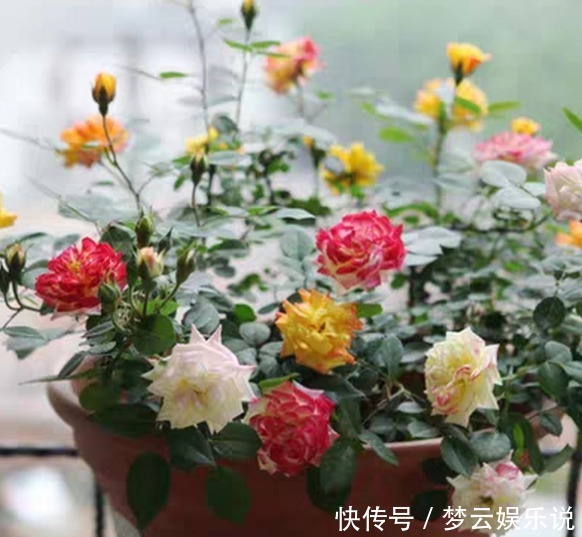 大蒜养花好处多，杀虫杀菌，花长得快、不烂根！