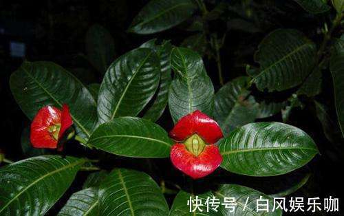 世界上“最性感”的花，外表酷似鲜艳红唇，想不到还有如此妙用！