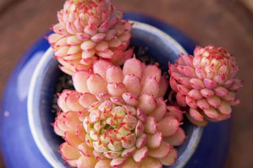 养多肉，不想天热剩空盆，春天就别栽这几款