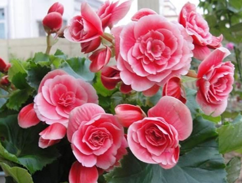 球兰|现在“种下”5种花,只需1片叶子,秋冬开满阳台,开花一茬接一茬