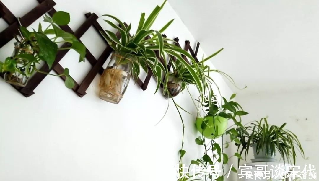 花园|养花技巧:客厅养一堆便宜花,一年四季开不停,没钱也能变花园!