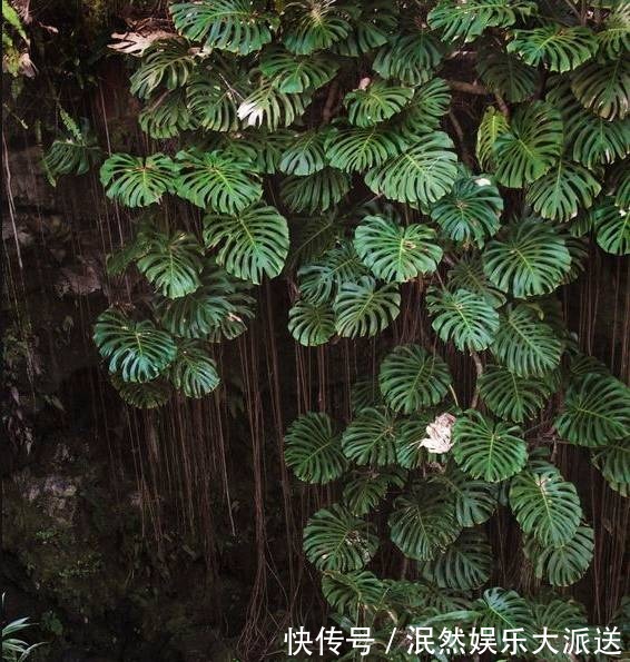 栀子花|北方家里当宝的花,南方大马路上全都是,我酸了!