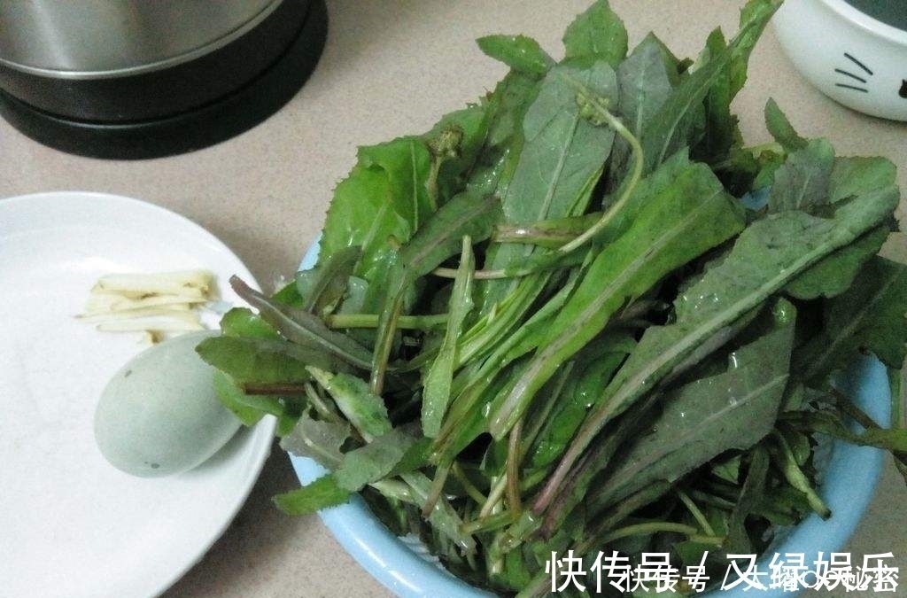 蒲公英菜|天冷就吃这种“野菜”,种子撒一把,30天长成一盆