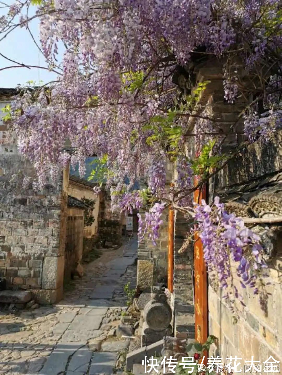 30米高三角梅 千年的紫藤树 5种花越老越值钱 粉紫色 30米高三角梅 千年的紫藤树 5种花越老越值钱 粉紫色