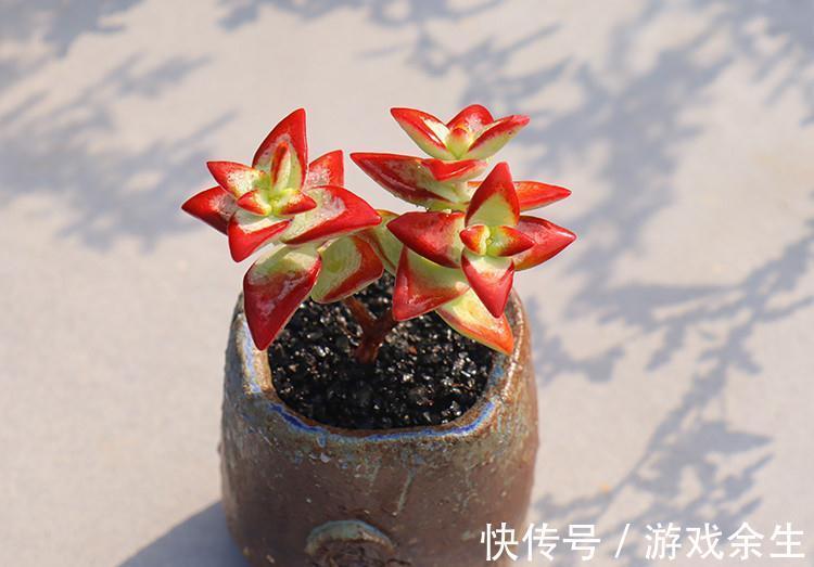 养多肉就选自由女神,养护简单易爆盆,叶片深红又肥美,很漂亮