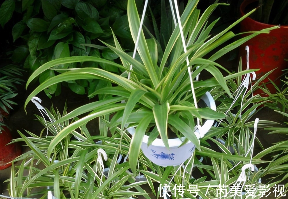 油画|养花光养吊兰就够了，这“5样”一个赛一个美，漂亮又好打理