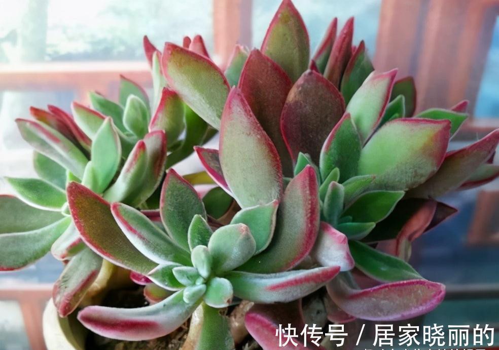 多肉植物|5种多肉，多晒晒就“脸红”，颜值高爱爆盆，是多肉佳品