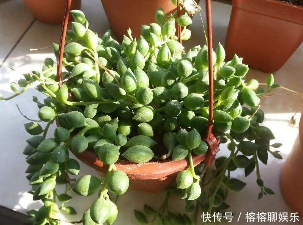 客厅摆放这5款花草,打理省心,连假花、空气净化器都省了