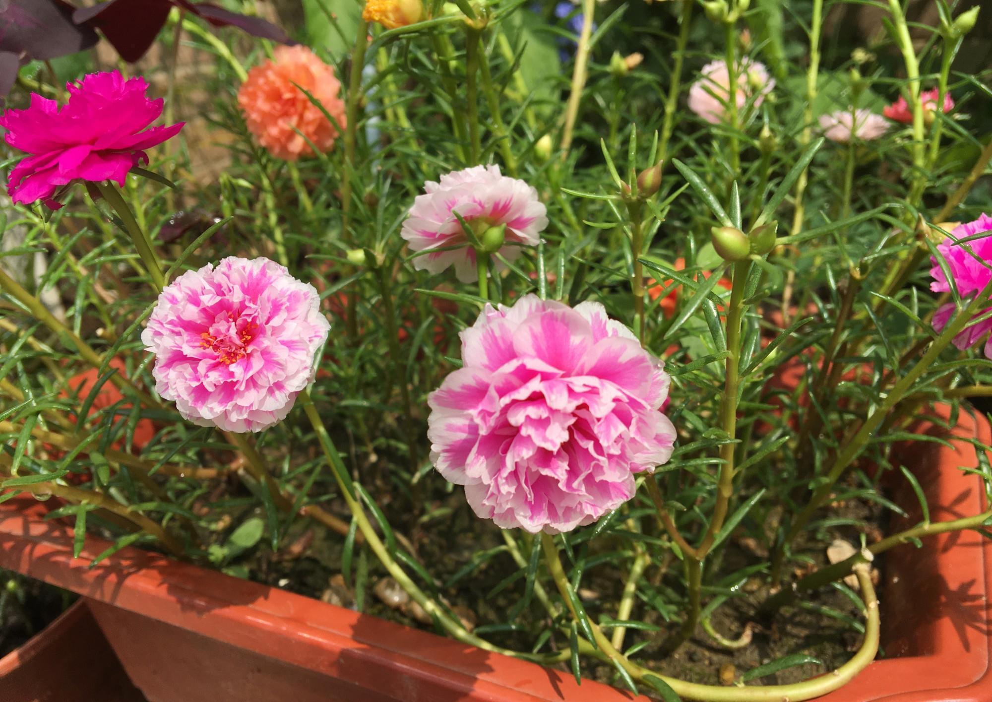 太阳花怎么过冬?用一种方法,顺利过冬,来年开花更多更美