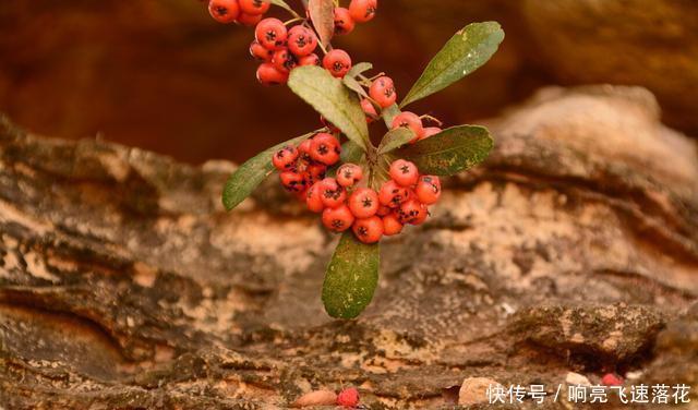  果子|这种果子在农村很常见，但你知道它叫啥吗