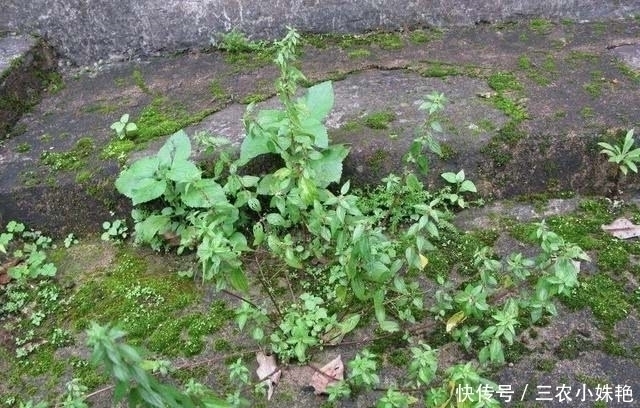 水人参|农村“水人参”的野草,它的根价值珍贵,碰到是福气,您认识吗?