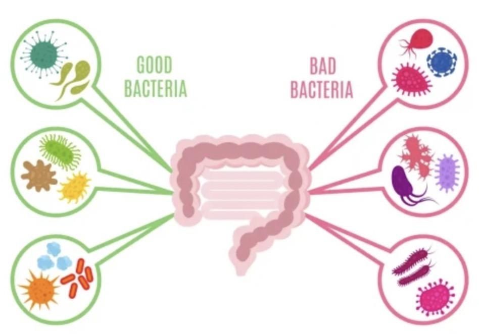 肠道有菌怎么办?别怕,它们有好坏之分|肠道健康说 | 饮食习惯