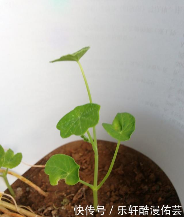 金丝荷叶花。不开花,看叶子也挺好看的