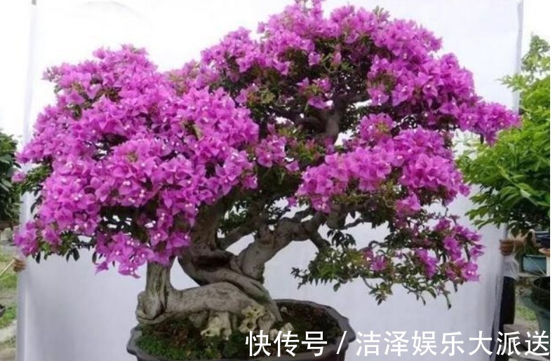 枫树|这“几种花”很便宜,养成“盆景”后,变身为“高价”盆栽!