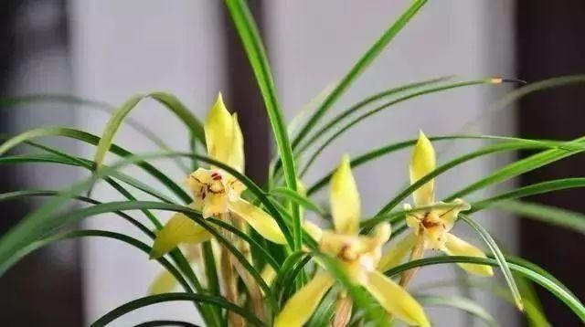 最适合家人养的四种花,健康长寿又养心!