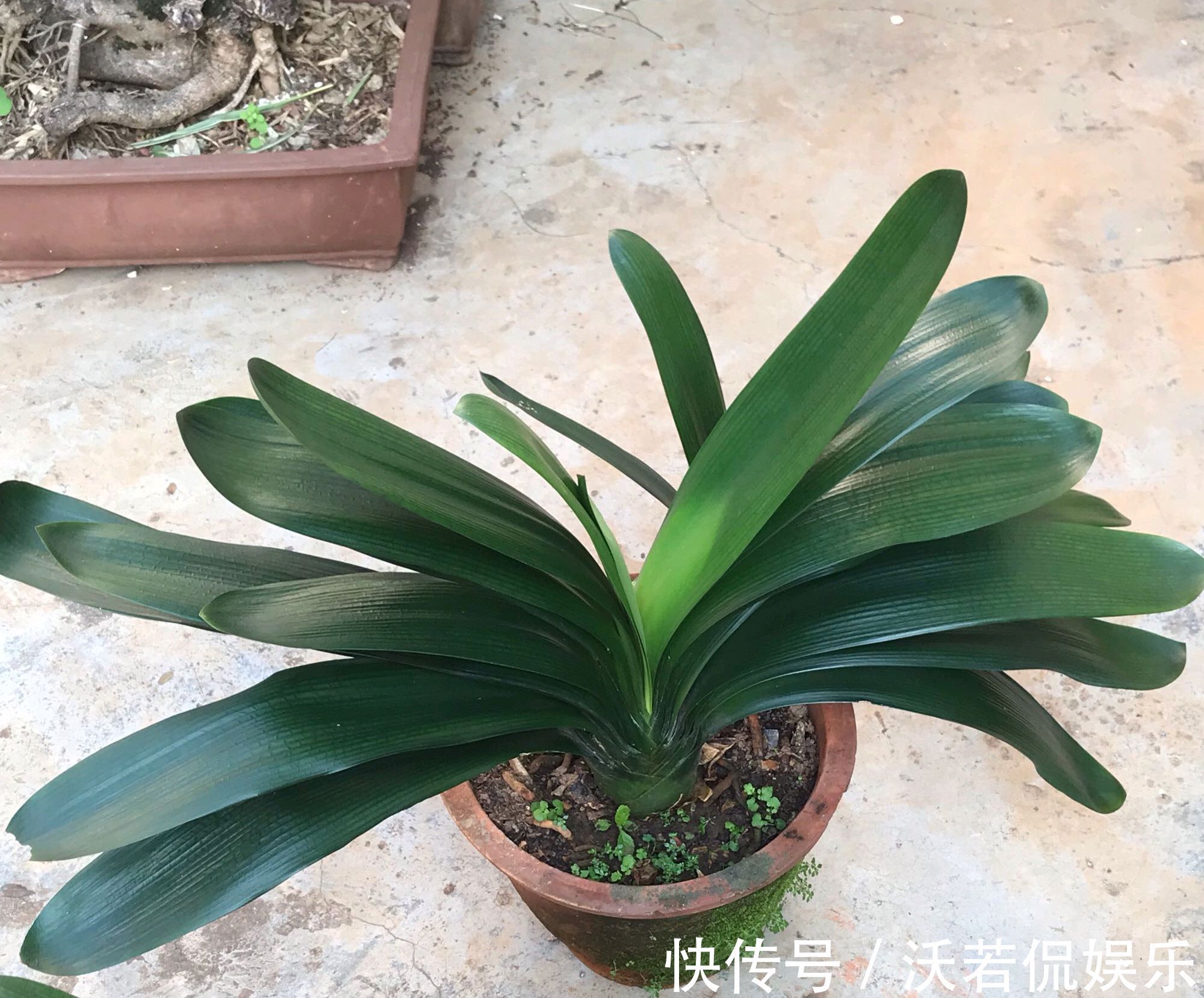 君子兰|君子兰的担心好不容易度过夏季,会不会死在秋老虎天气