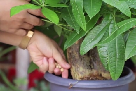 最耐旱的绿植,越不浇水越长得好,一浇水就烂根!