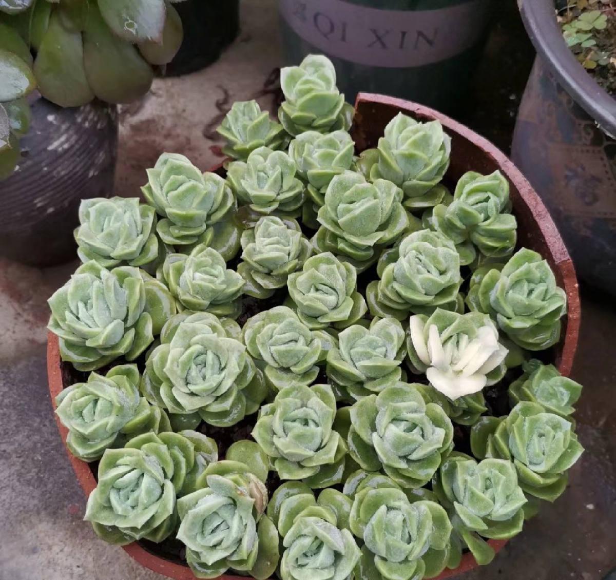 浇水|最难养的9种多肉，生病了难“医治”，新手轻易别碰