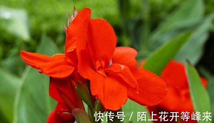 居家就养此款花卉,净化空气就靠它,吸甲醛、除异味,杀细菌!