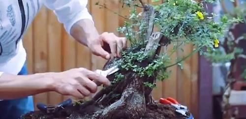 盆景修剪“量体裁衣”，新手也能立即开窍的死记硬背技法！