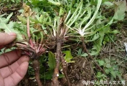 泡水|蒲公英泡水好處多，但此類人不能喝，別不清楚，喝了給自己找罪受