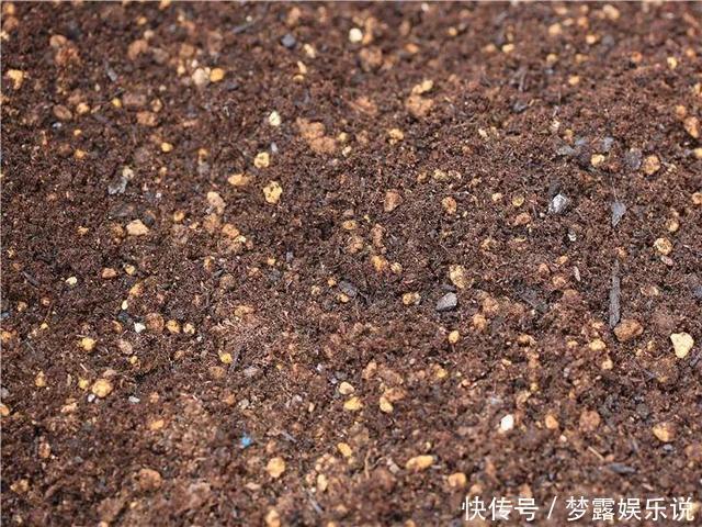 土里拌点它,轻松变成酸性土,养花不黄叶!
