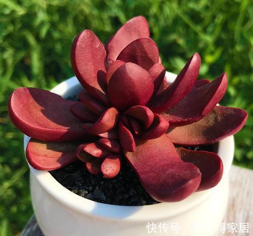 为您整理20款红色系多肉,热情奔放,总有一款是你迷恋的!