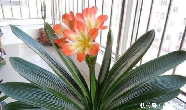 君子兰|气温超过35℃,君子兰有“4怕”,避开后,不休眠,还长新叶