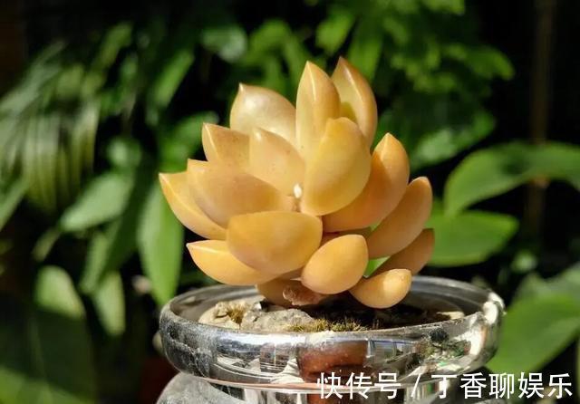多肉|多肉植物色彩斑斓之黄色系多肉，祝各位花友飞黄腾达
