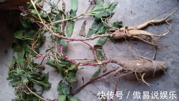 农村|农村小伙门口在自家菜园子居然挖出人参，吃完后直接被送进医院！