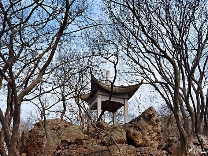 牛年、畅游紫金山牛~