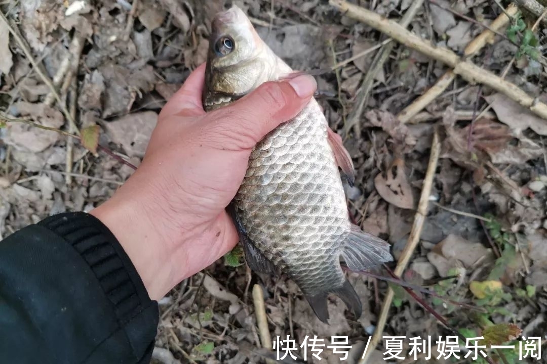 冬钓鲫鱼7个常见问题,早知道答案,也不会三天两头空军了