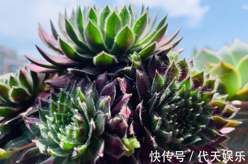 多肉就得懒人养，水越少越不管，呼呼爆出一大盆！