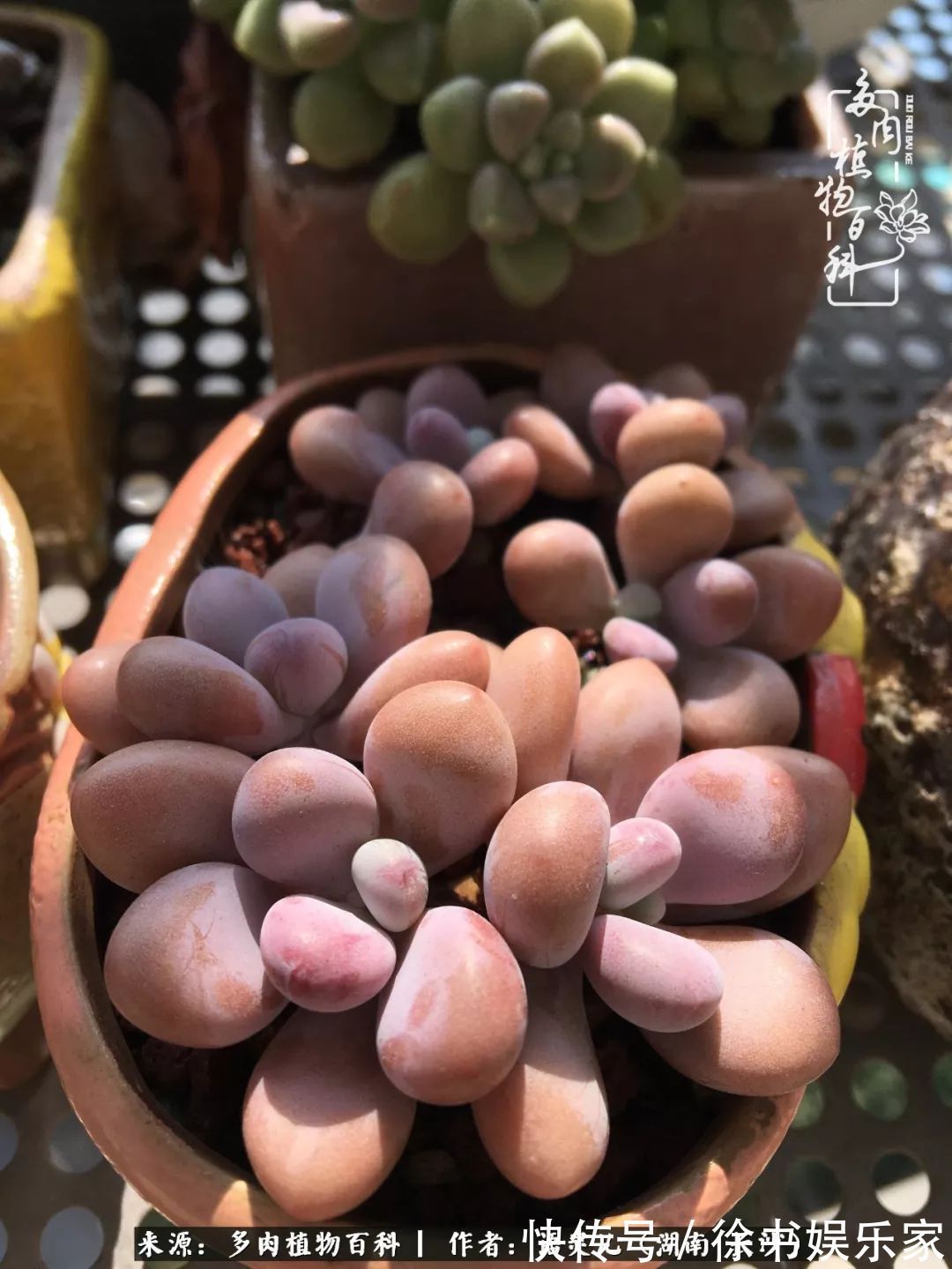 邂逅多肉，爱折腾的阳台党，总能收获简单纯粹的快乐！