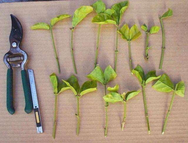 自制|扦插栀子、茉莉，使用垃圾自制“生根器”，7天冒白根，忒好养